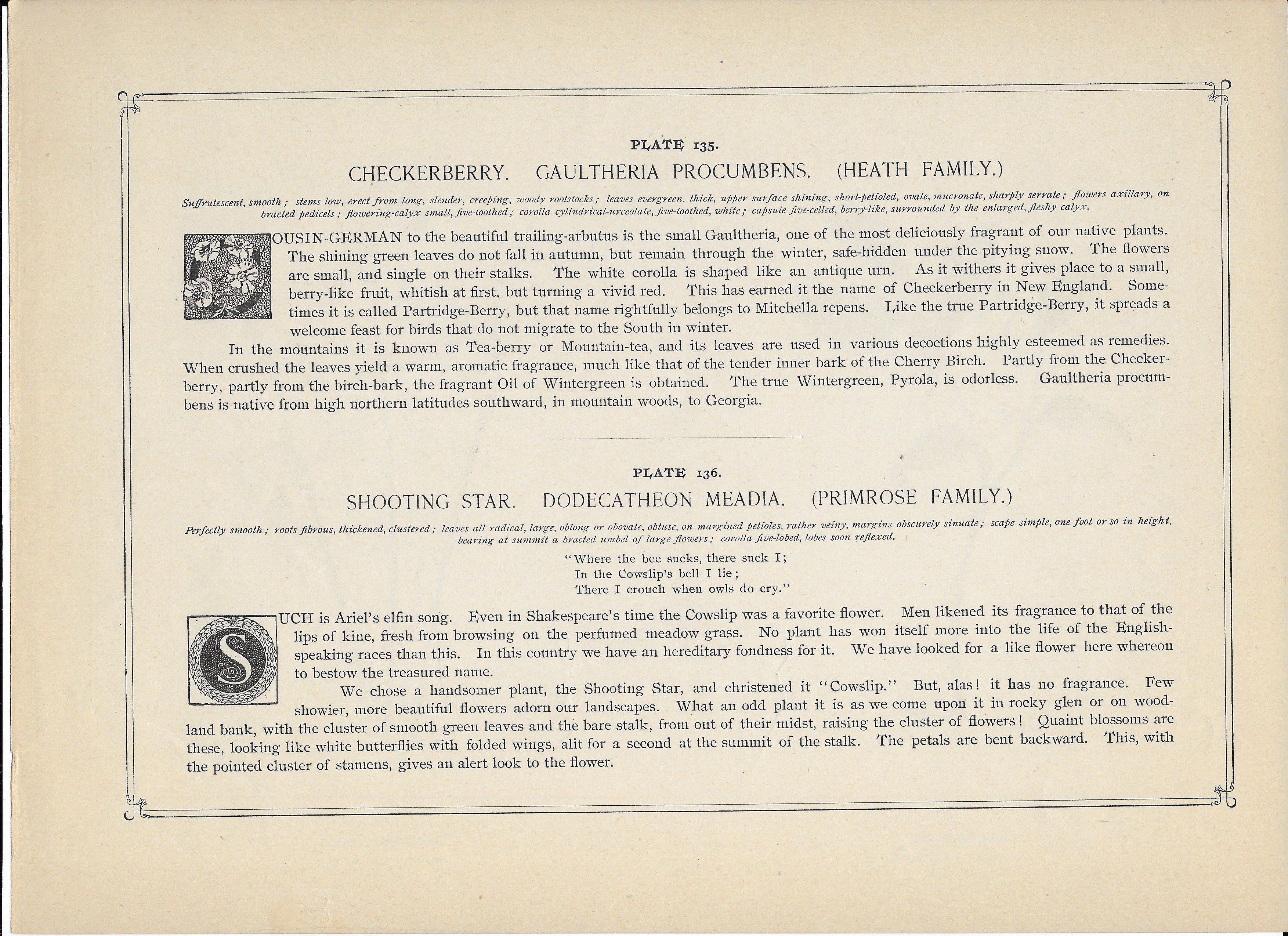 1894 Wild Flowers of America Print - Checkerberry & Shooting Star
