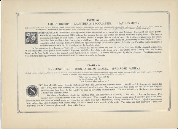 1894 Wild Flowers of America Print - Checkerberry & Shooting Star