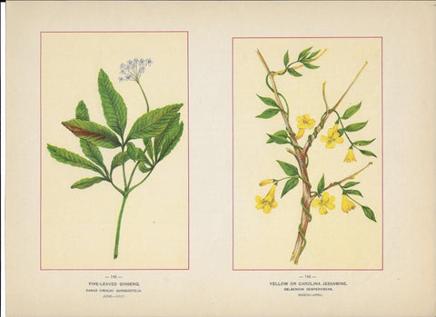 1894 Wild Flowers of America Print - Five-Leaved Ginseng & Yellow or Carolina Jessamine