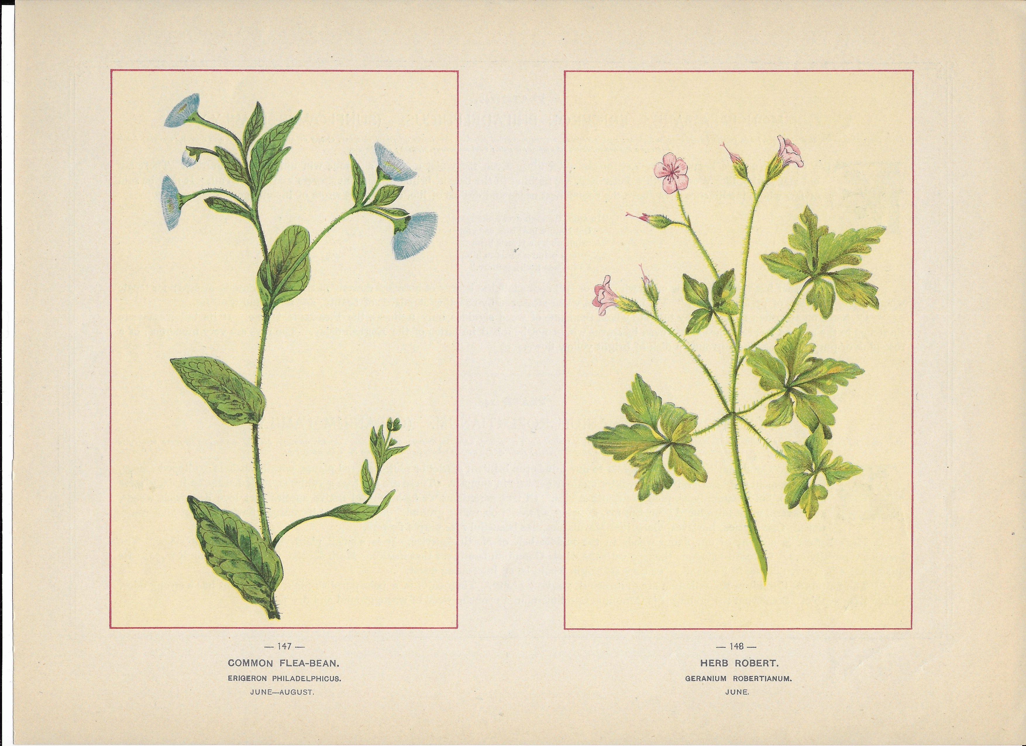 1894 Wild Flowers of America Print - Common Flea-Bean & Herb Robert