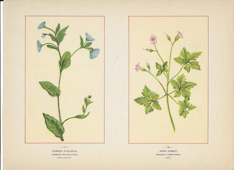 1894 Wild Flowers of America Print - Common Flea-Bean & Herb Robert