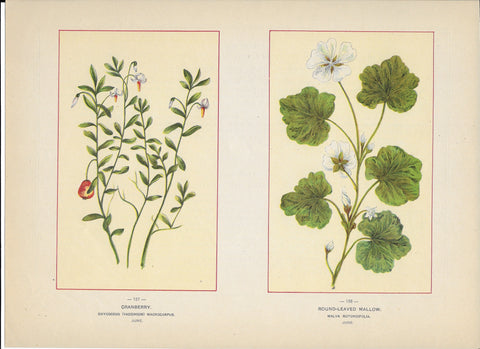 1894 Wild Flowers of America Print - Cranberry & Round-Leaved Mallow