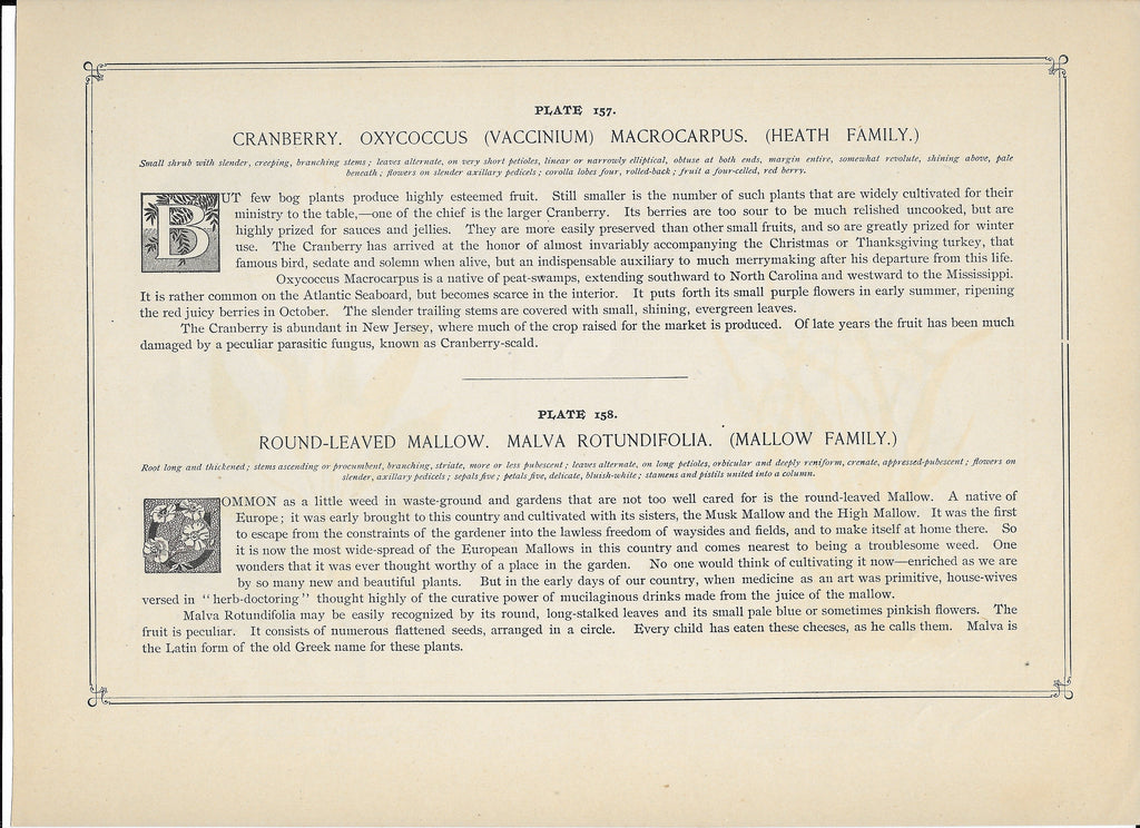 1894 Wild Flowers of America Print - Cranberry & Round-Leaved Mallow