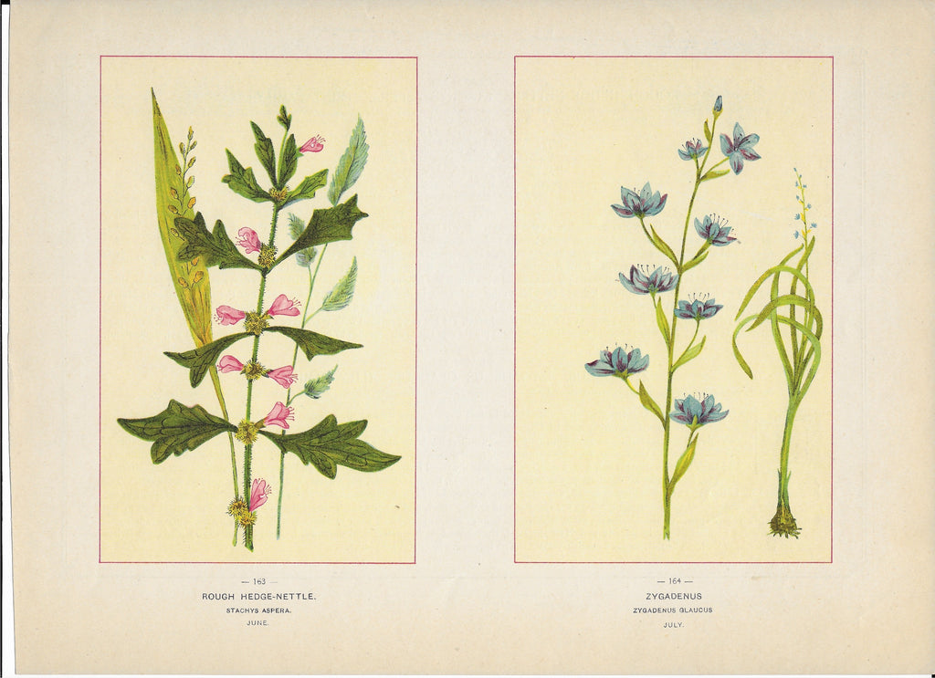 1894 Wild Flowers of America Print - Rough Hedge-Nettle & Zygadenus