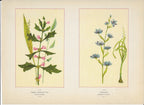 1894 Wild Flowers of America Print - Rough Hedge-Nettle & Zygadenus