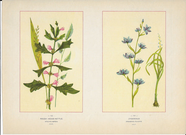1894 Wild Flowers of America Print - Rough Hedge-Nettle & Zygadenus