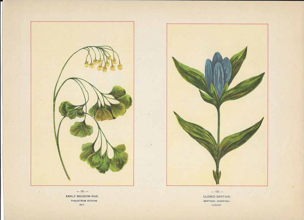 1894 Wild Flowers of America Print - Early Meadow-Rue & Closed Gentian