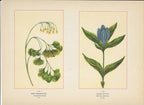 1894 Wild Flowers of America Print - Early Meadow-Rue & Closed Gentian