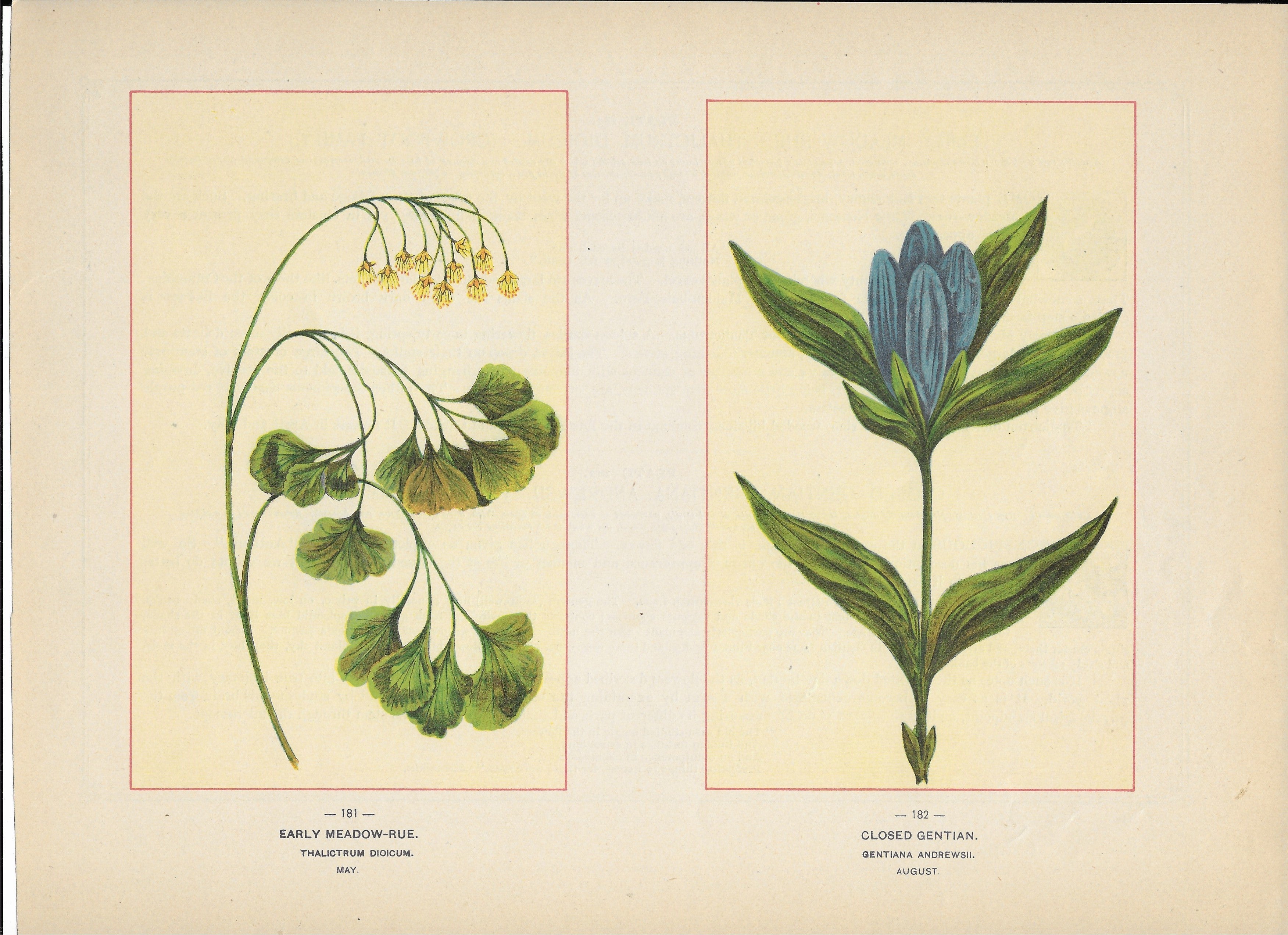 1894 Wild Flowers of America Print - Early Meadow-Rue & Closed Gentian