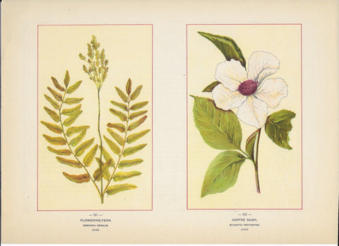 1894 Wild Flowers of America Print - Flowering-Fern & Coffee Bush