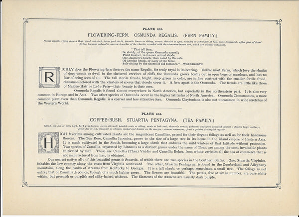 1894 Wild Flowers of America Print - Flowering-Fern & Coffee Bush