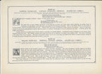 1894 Wild Flowers of America Print - Scented Water-Lily & Yellow Pond-Lily
