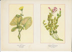 1894 Wild Flowers of America Print - Spiny Sow Thistle & Epilobium Obcordatum
