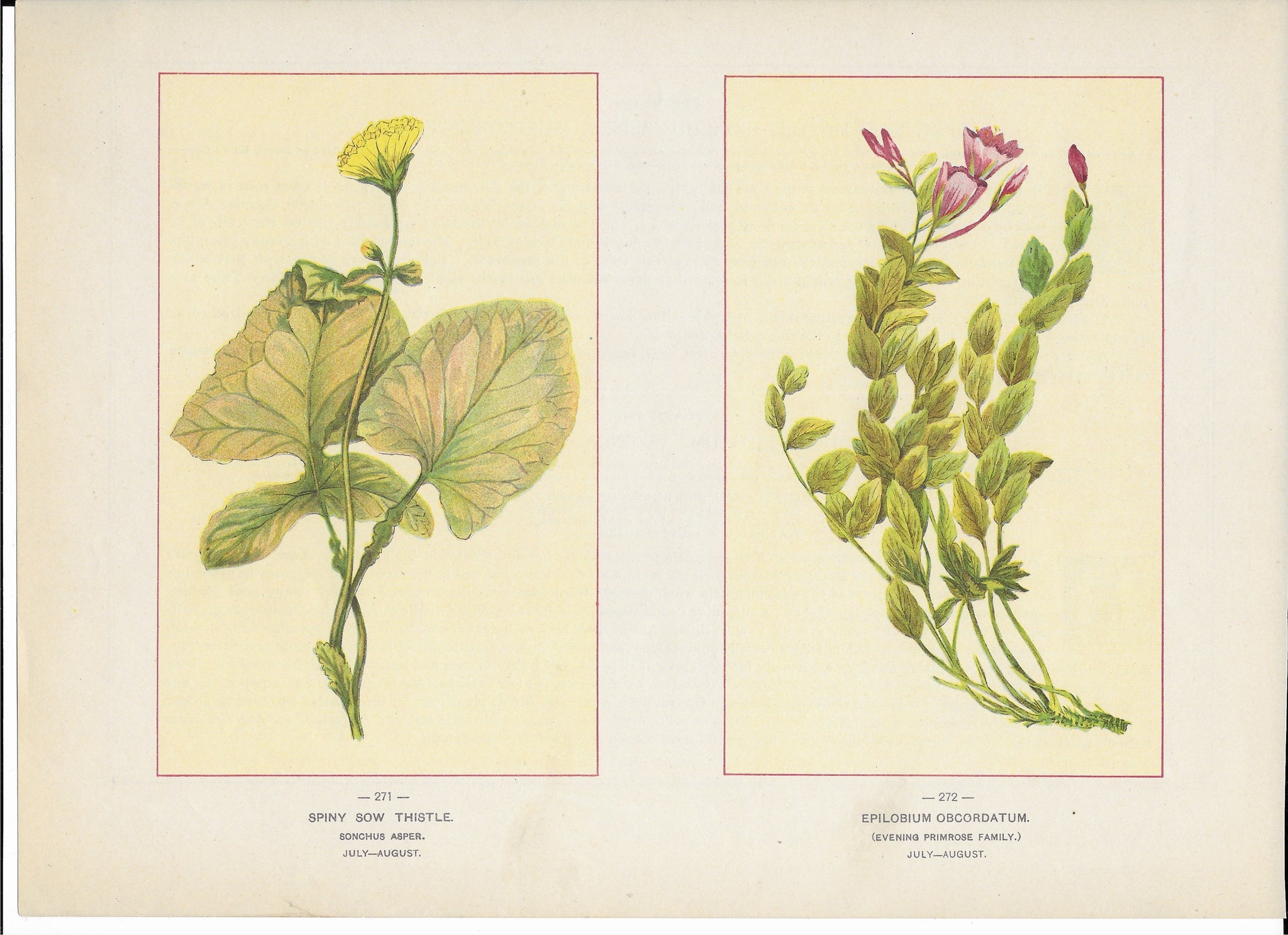 1894 Wild Flowers of America Print - Spiny Sow Thistle & Epilobium Obcordatum