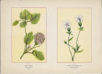 1894 Wild Flowers of America Print - Trailing Arbutus & Bladder Campion