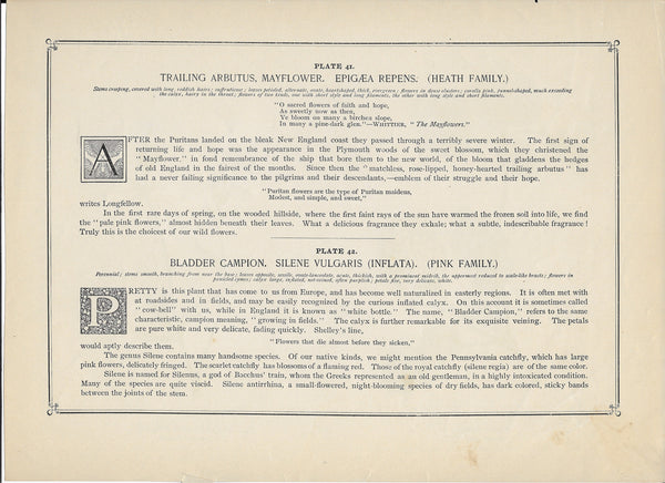 1894 Wild Flowers of America Print - Trailing Arbutus & Bladder Campion