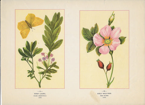 1894 Wild Flowers of America Print - Sheep Laurel & Early Wild Rose