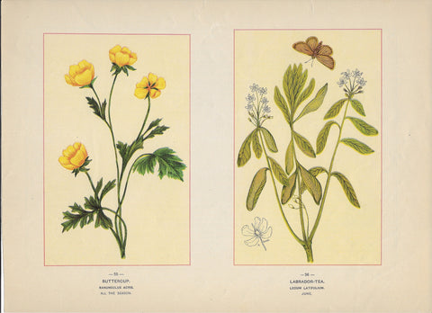 1894 Wild Flowers of America Print - Buttercup & Great Labrador-Tea