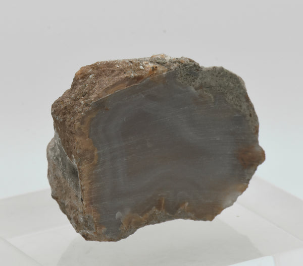 Unpolished Agate Nodule Half