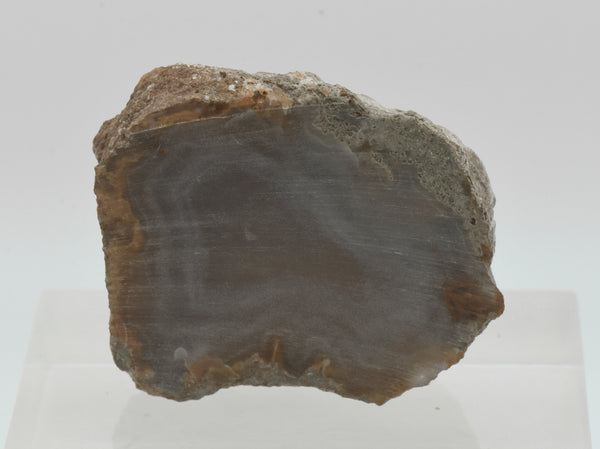 Unpolished Agate Nodule Half