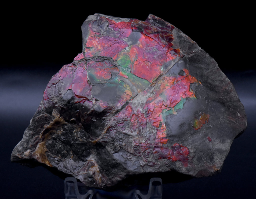 Ammolite Iridescent Fossil Specimen