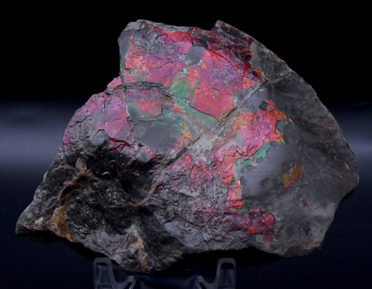 Ammolite Iridescent Fossil Specimen