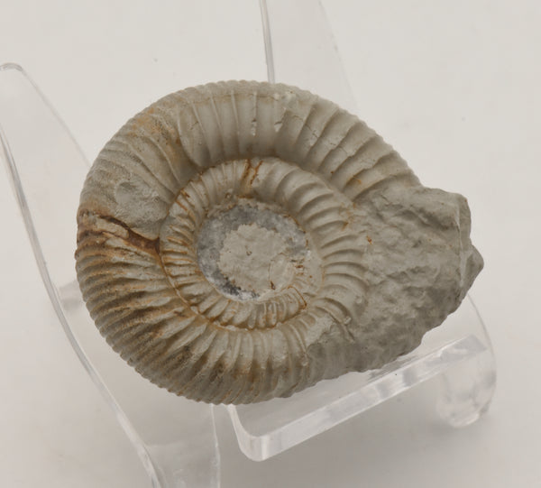 Nebrodites Ammonite Fossil - Germany