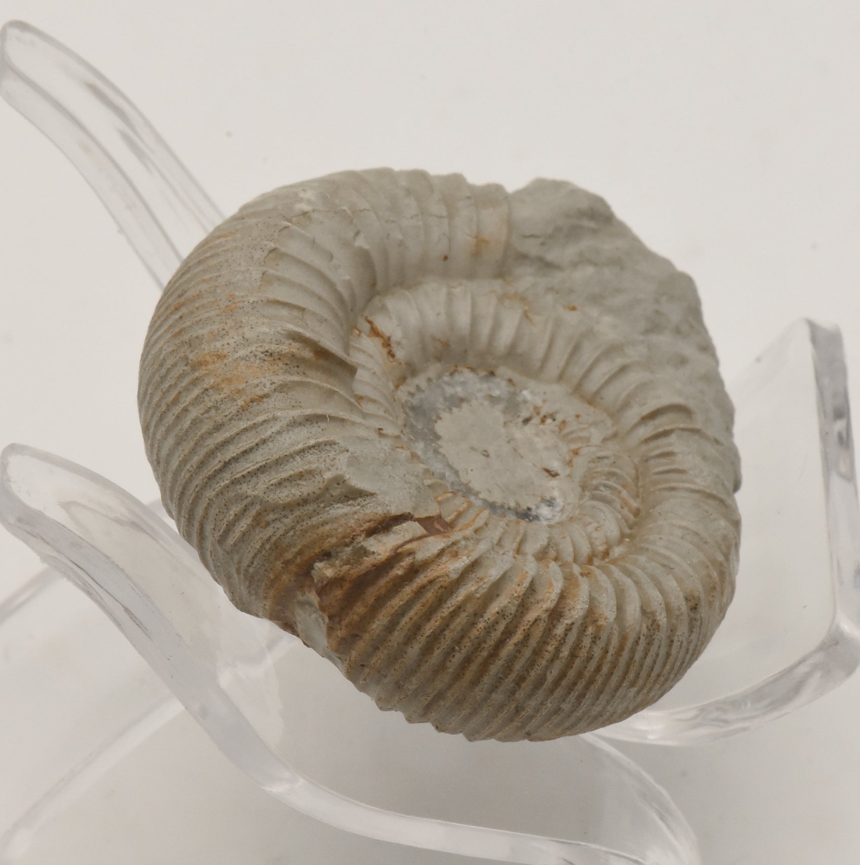 Nebrodites Ammonite Fossil - Germany