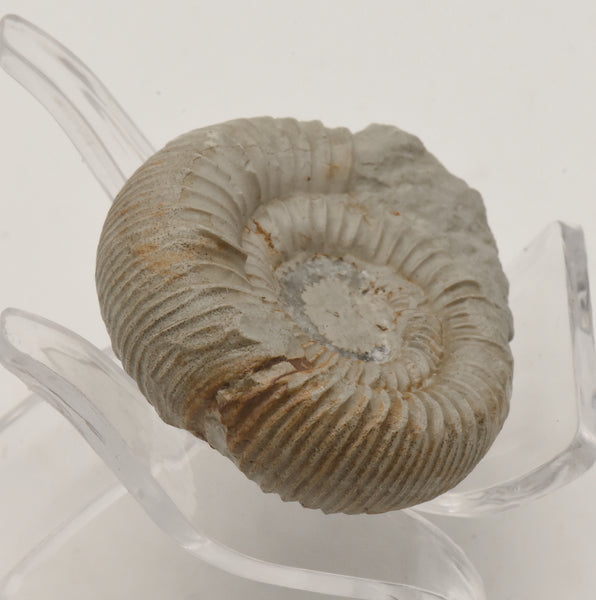 Nebrodites Ammonite Fossil - Germany