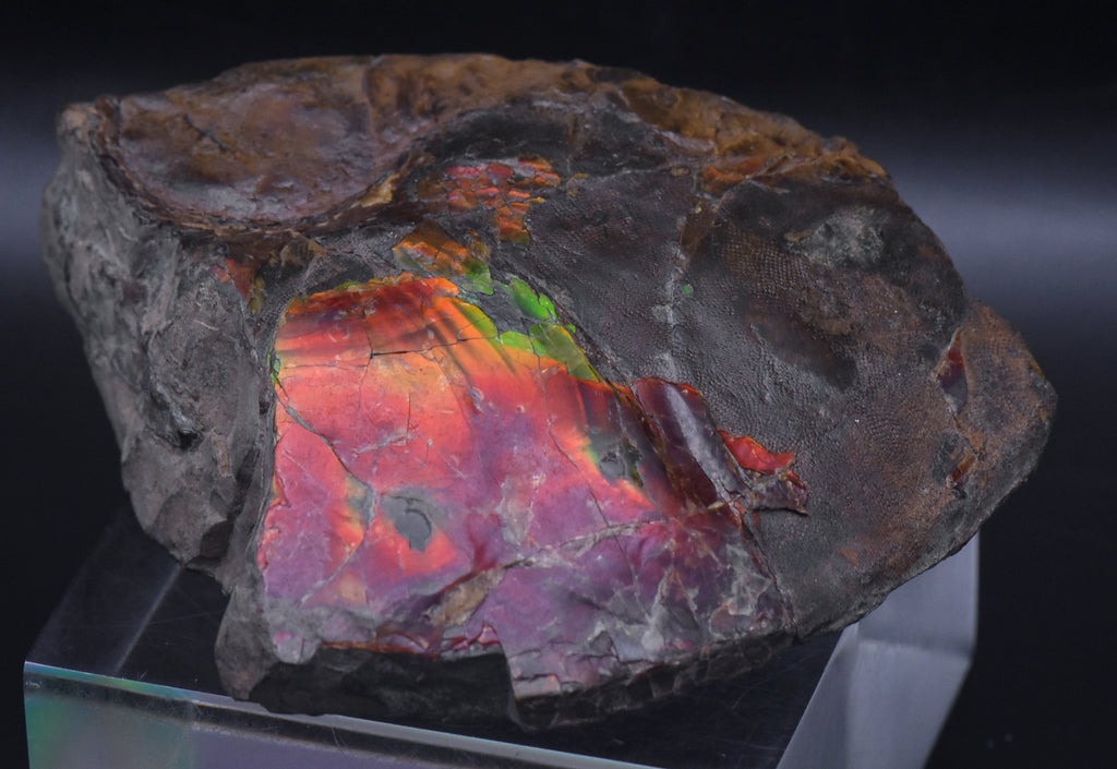 Ammolite Iridescent Fossil Specimen