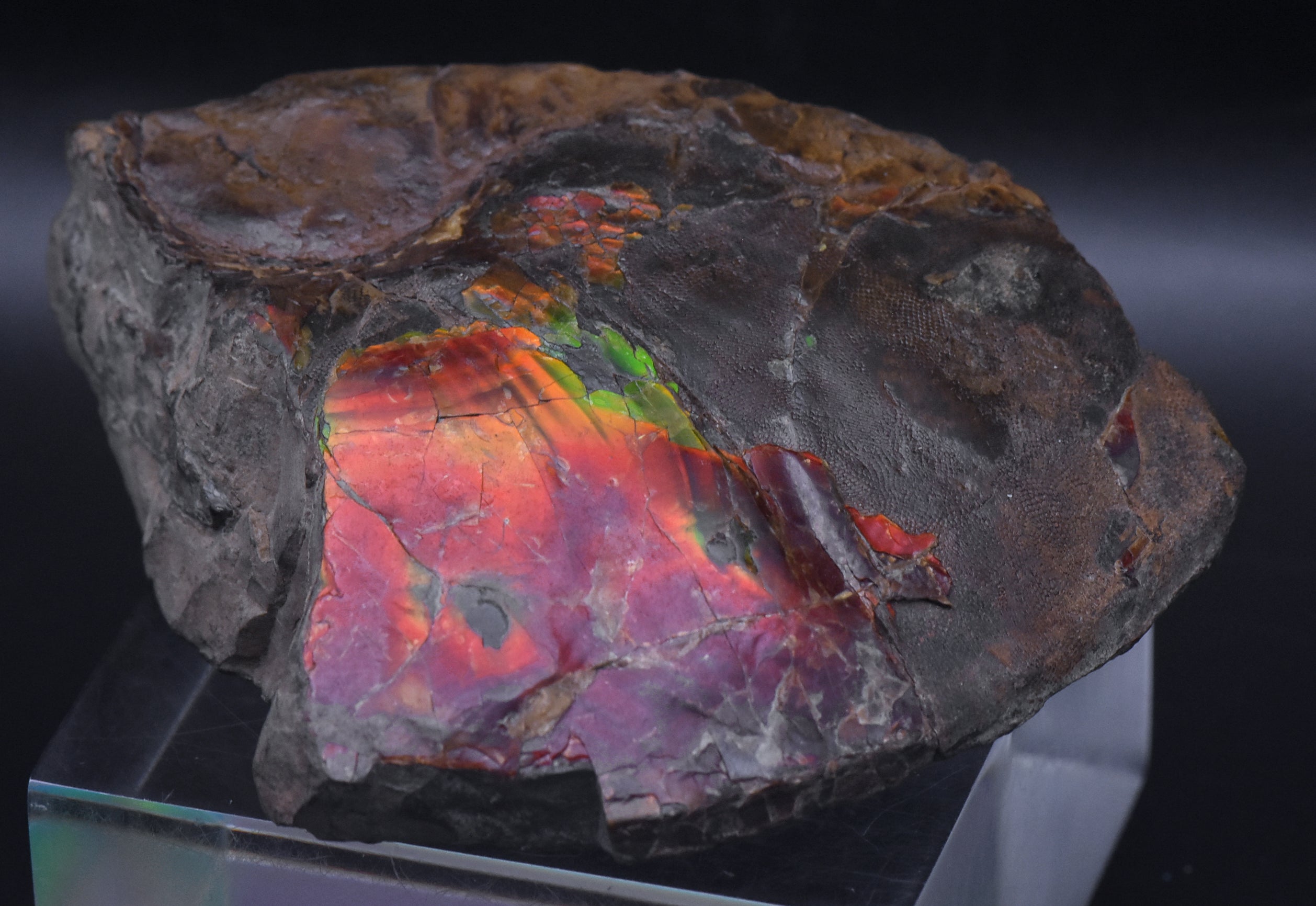 Ammolite Iridescent Fossil Specimen