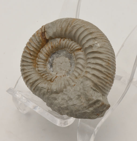 Nebrodites Ammonite Fossil - Germany