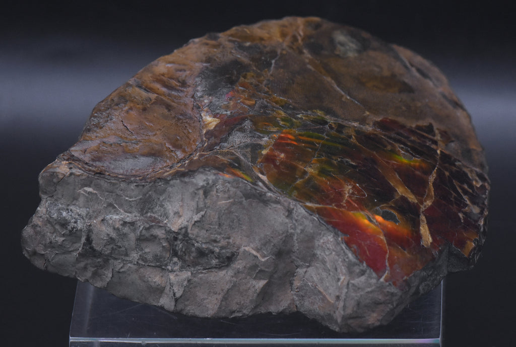 Ammolite Iridescent Fossil Specimen