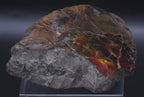 Ammolite Iridescent Fossil Specimen
