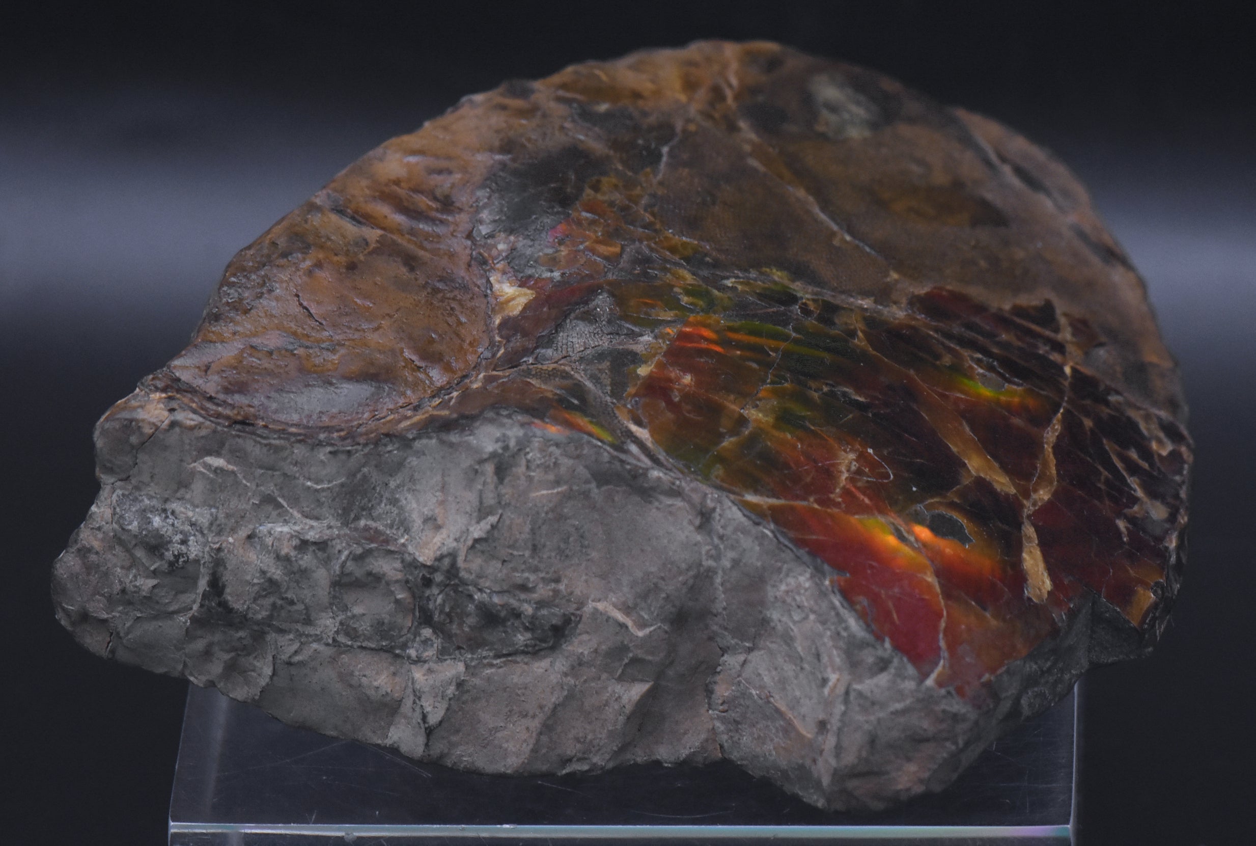 Ammolite Iridescent Fossil Specimen