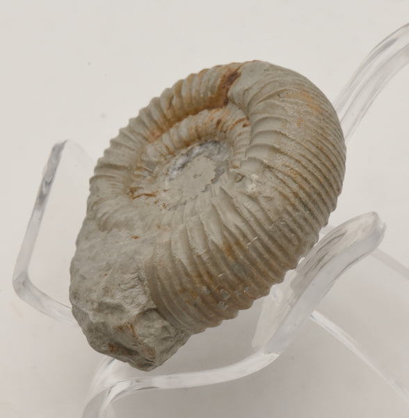 Nebrodites Ammonite Fossil - Germany