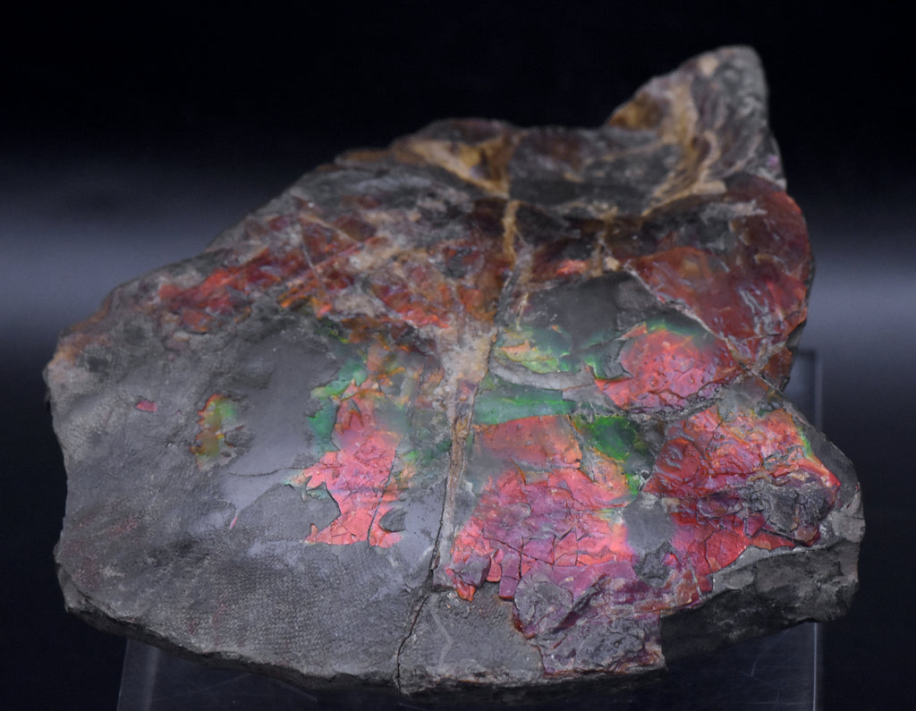 Ammolite Iridescent Fossil Specimen