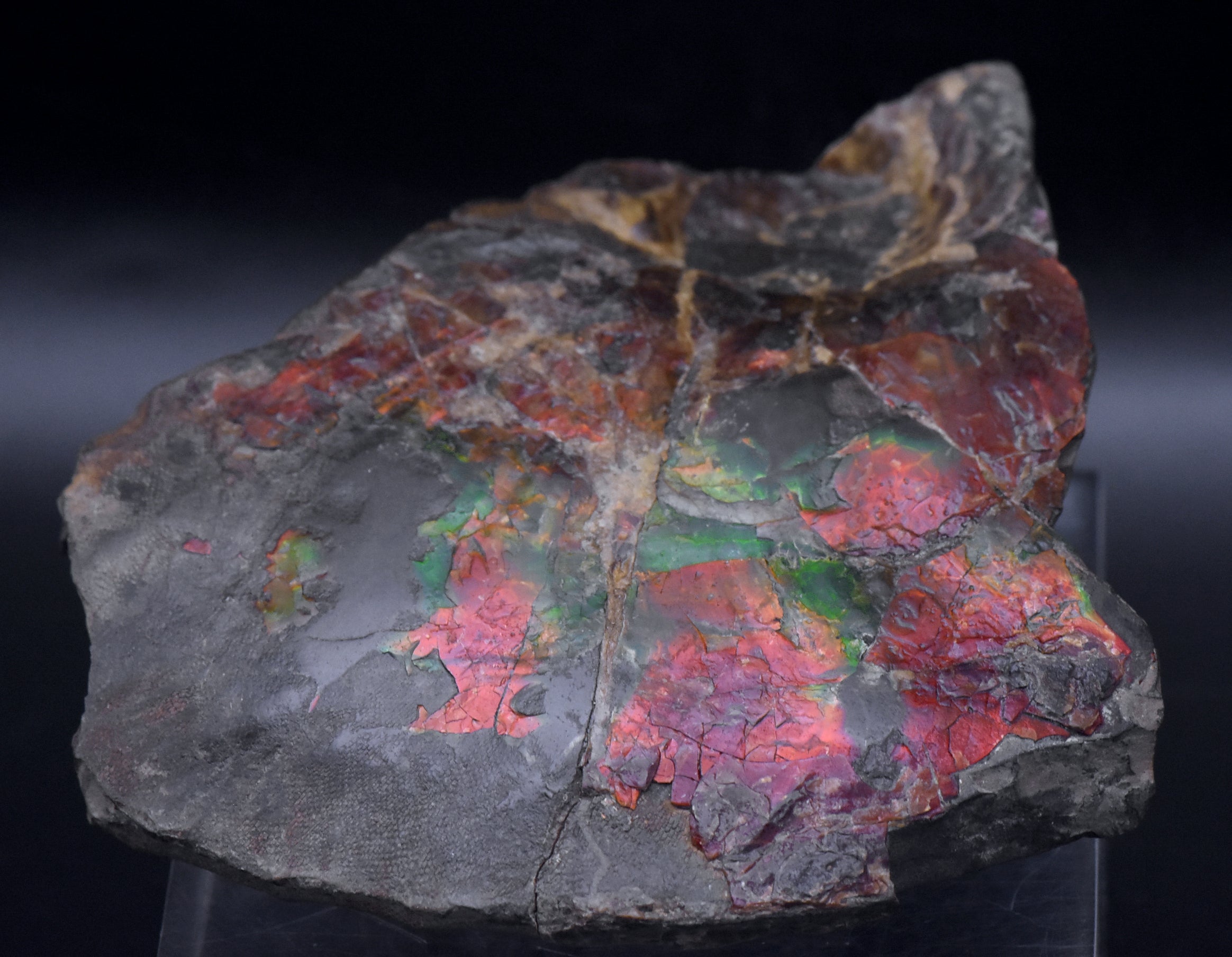 Ammolite Iridescent Fossil Specimen