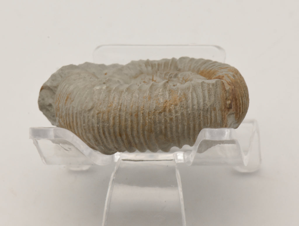 Nebrodites Ammonite Fossil - Germany