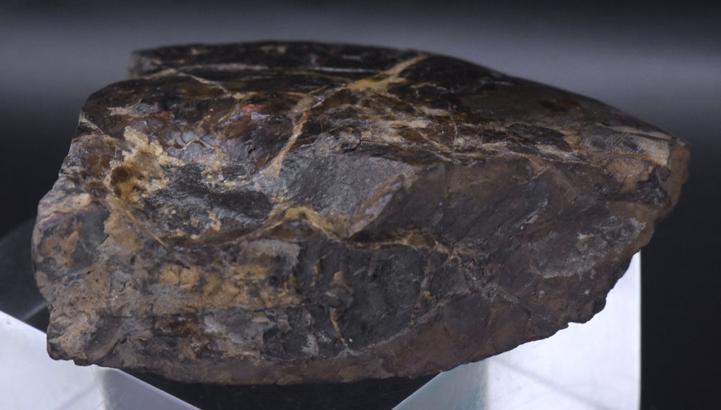 Ammolite Iridescent Fossil Specimen
