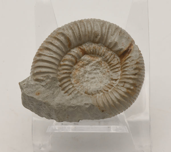 Nebrodites Ammonite Fossil - Germany