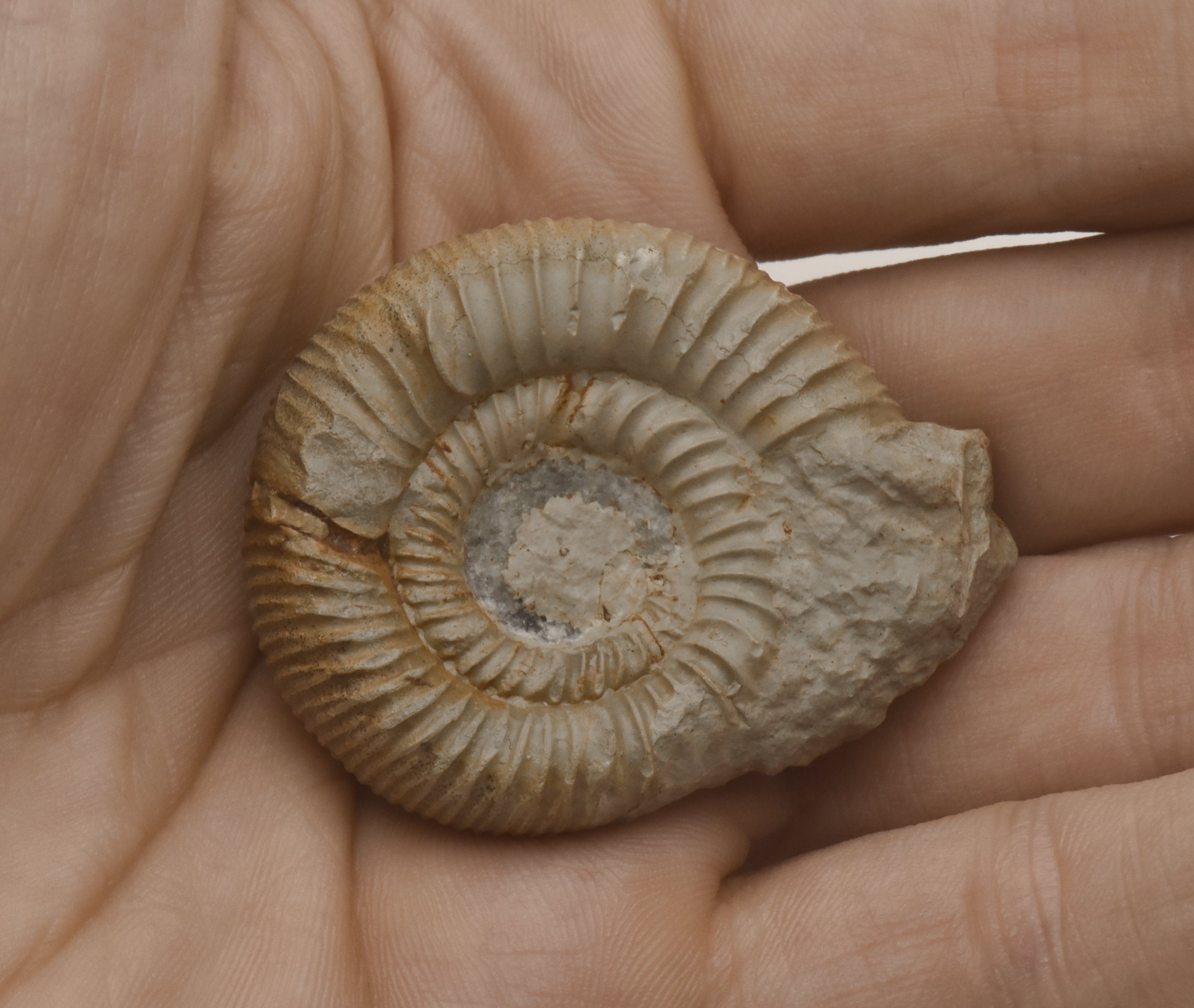Nebrodites Ammonite Fossil - Germany