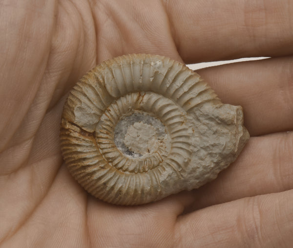 Nebrodites Ammonite Fossil - Germany