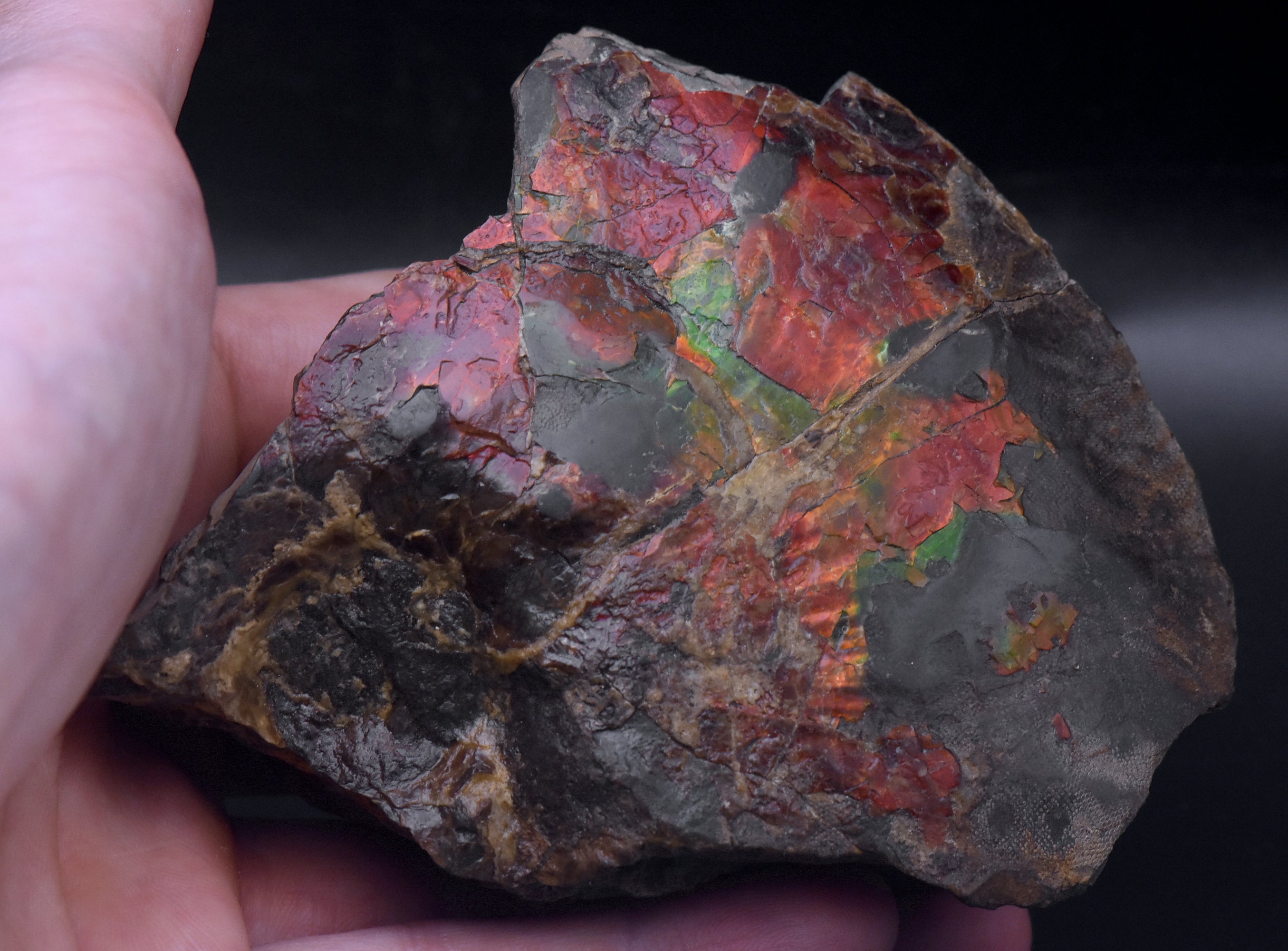Ammolite Iridescent Fossil Specimen