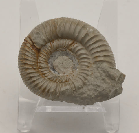 Nebrodites Ammonite Fossil - Germany