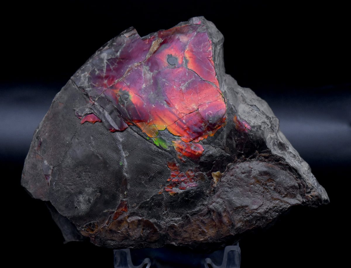 Ammolite Iridescent Fossil Specimen