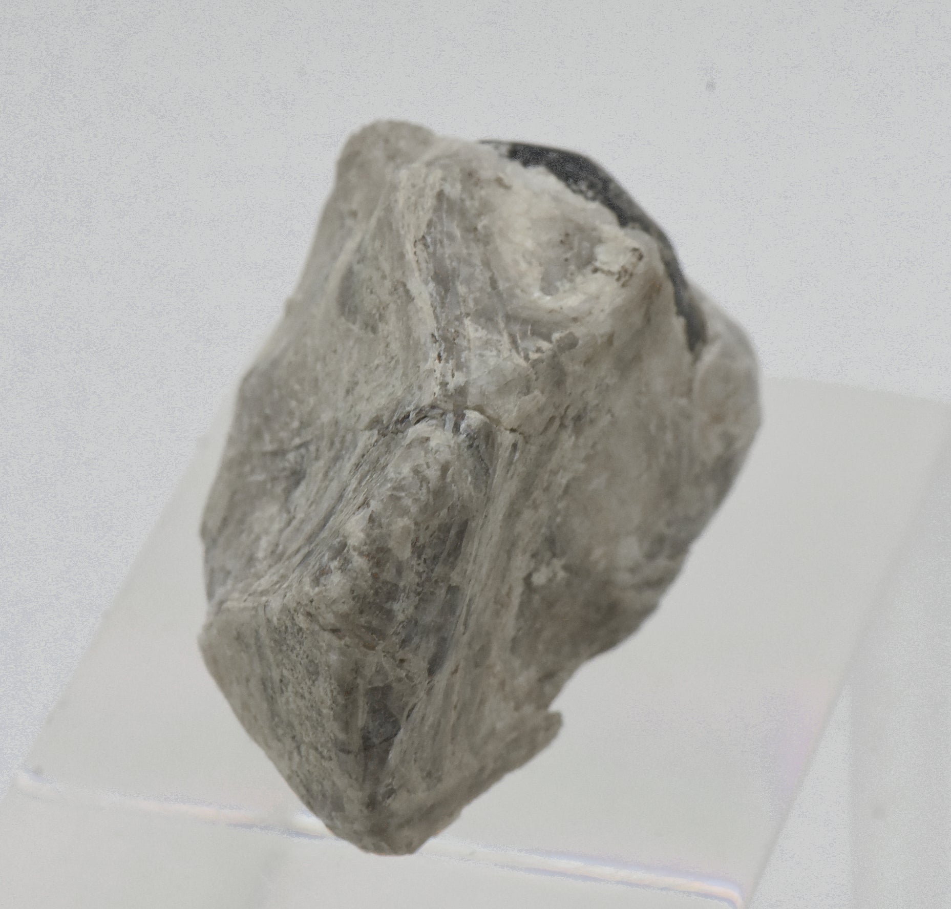 Apache Tear in Perlite Matrix Mineral Specimen