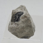 Apache Tear in Perlite Matrix Mineral Specimen