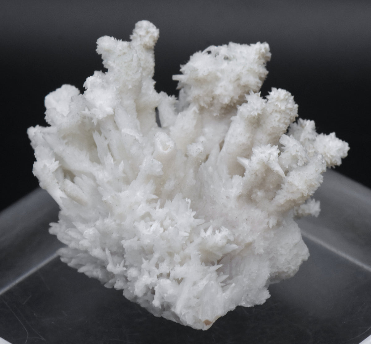 Aragonite "Flos Ferri" Crystal Cluster