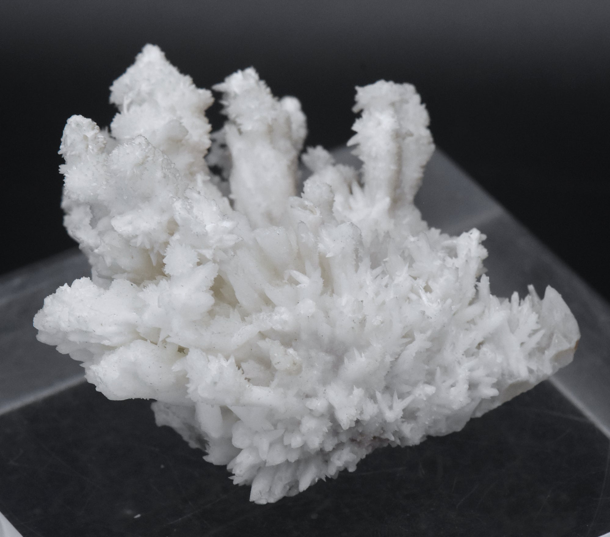 Aragonite "Flos Ferri" Crystal Cluster